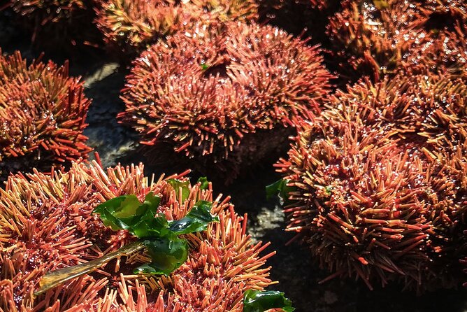 Marine life & flavors of the Pacific Full Day Private Tour - Who will enjoy this day most
