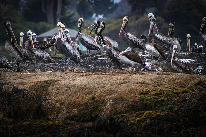 Marine life & flavors of the Pacific Full Day Private Tour - Practical details before you book