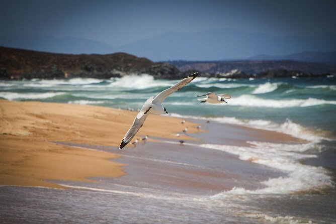 Marine life & flavors of the Pacific Full Day Private Tour - Zapallar and Cachagua on foot