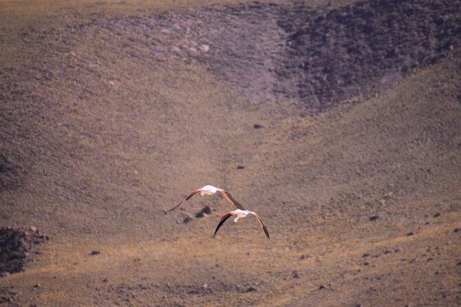 Multi-Day Tour in San Pedro de Atacama with Pickup - Geyser del Tatio rewards the pre-dawn alarm