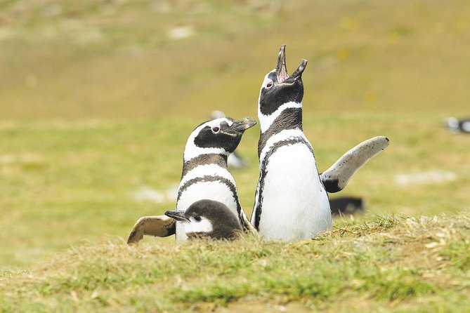 Navigation Magdalena Island and Marta - Isla Marta offers a different kind of wildlife