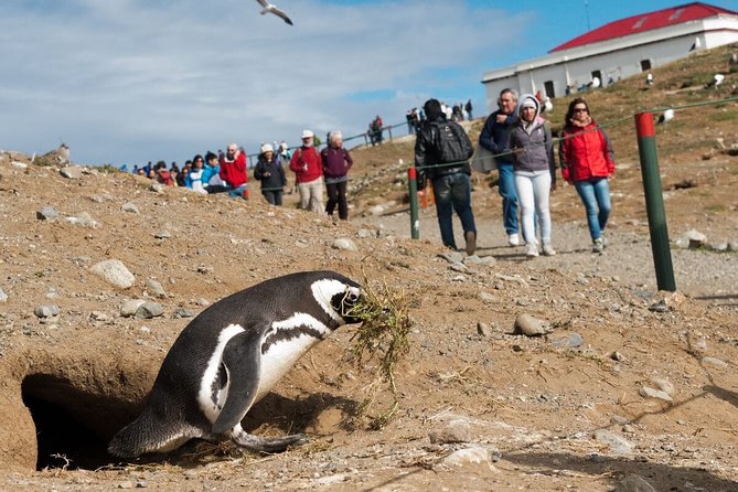 Navigation to South Fjords & Magdalena Island - From Punta Arenas to the Strait of Magellan