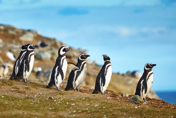 Navigation to South Fjords & Magdalena Island - What the price of $183 really buys you