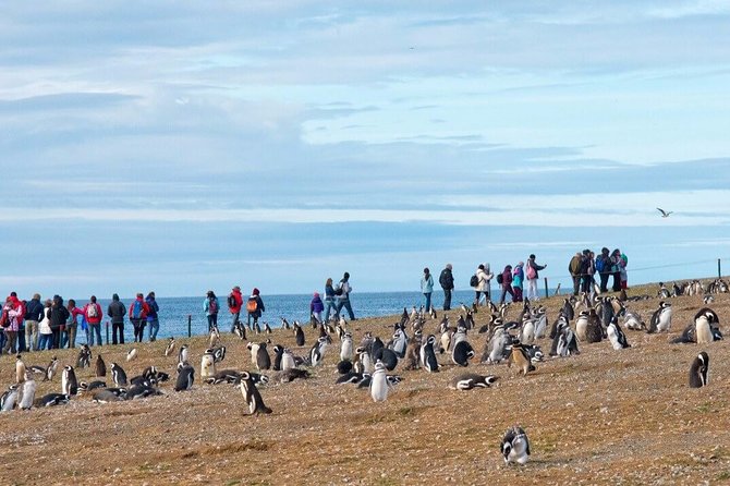 Navigation to South Fjords & Magdalena Island - Who will enjoy this outing most