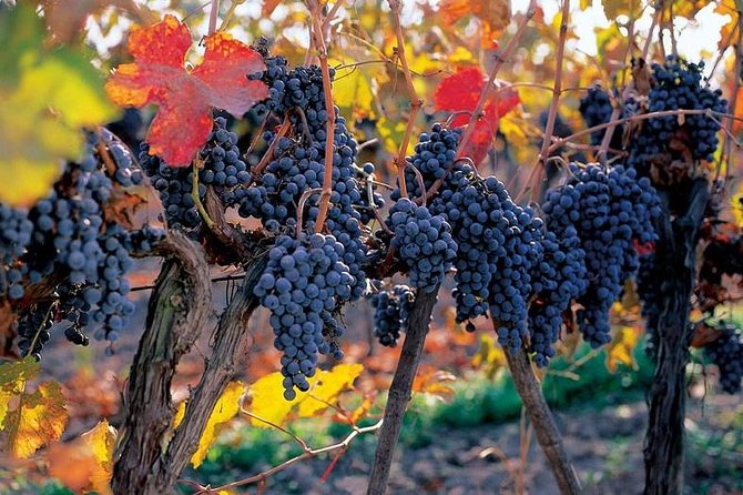 New Experience Concha y Toro Winery Tour from Santiago - From Santiago to Pirque by minivan