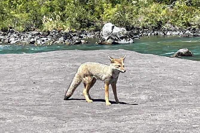 Osorno Volcano and National Park Shore Tour for Cruisers - Cruise timing, tender delays, and the return trip