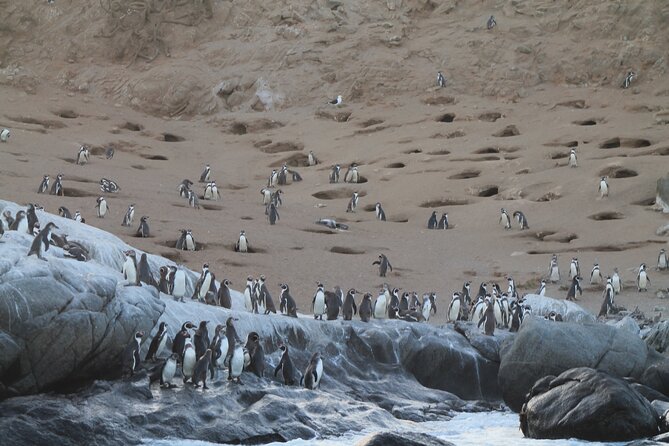 Penguin Island Boat Tour from Zapallar - Small Group Experience - Key points to know before booking