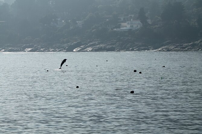 Penguin Island Boat Tour from Zapallar - Small Group Experience - Why a private boat changes the experience