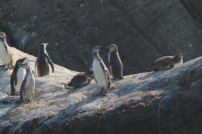 Penguin Island Boat Tour from Zapallar - Small Group Experience - Weather, wildlife, and what you should expect