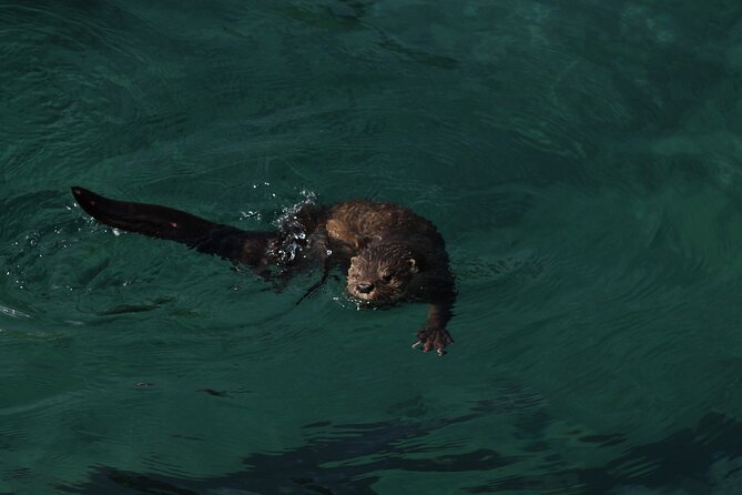 Penguin Island Boat Tour from Zapallar - Small Group Experience - Who will get the most from this Zapallar outing