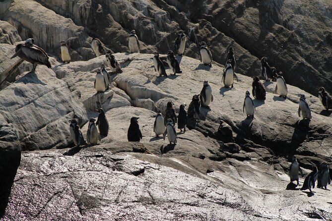 Penguin Island Boat Tour from Zapallar - Small Group Experience - Watching Humboldt penguins at Isla de los Pingüinos