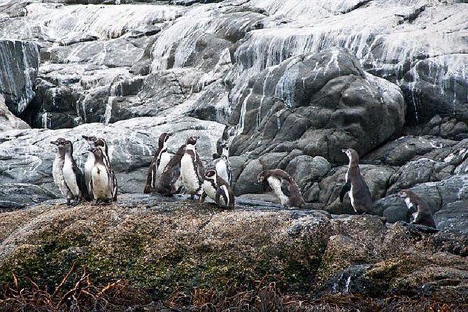 Penguin Watching Navigation Cachagua Lunch From STGO Private Tour - Cachagua Island: the main event