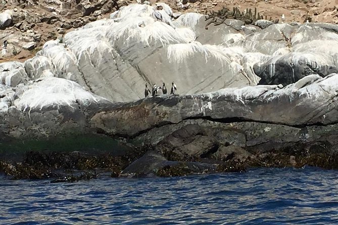 Penguin Watching Navigation Cachagua Lunch From STGO Private Tour - Cachagua, Zapallar, and the Pacific coast