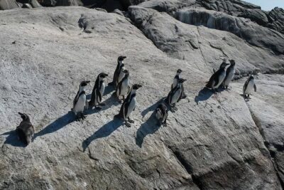 Penguin Watching Navigation Cachagua Lunch From STGO Private Tour