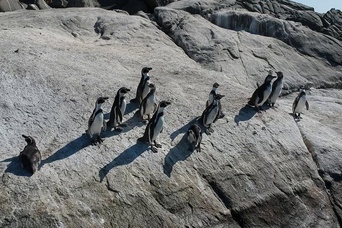 Penguin Watching Navigation Cachagua Lunch From STGO Private Tour - Viña del Mar’s Flower Clock