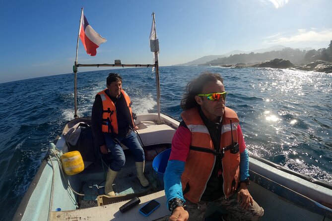 Penguins Watching Navigation Cachagua Island&Lunch From VALPARAIS - Why this private coastal day works