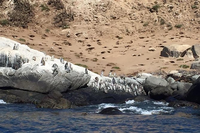 Penguins Watching-Navigation & HorseRide & Barbecue From Santiago - Leaving Santiago for the Cachagua coast