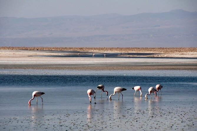 Piedras Rojas Salt Flats and Altiplanic Lagoons - Socaire and Its Small-Scale Pause