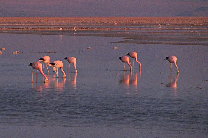 Piedras Rojas Salt Flats and Altiplanic Lagoons - Laguna Chaxa and the Flamingos of the Salt Flat