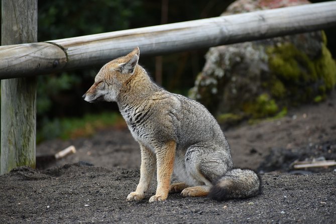 Premium Full Day Shared Tour Osorno Volcano and Petrohue Falls - What the premium lunch and drinks add