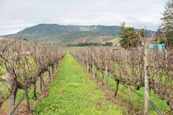 Premium Wine Tasting and Private Transport to Casas del Bosque - A playful first stop at the local wine market