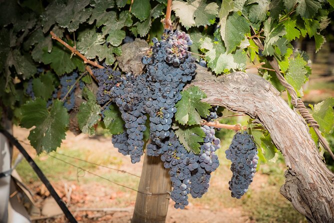 Premium Wine Tasting and Tour at Santa Rita + Private Transport - Tasting four ultra-premium Chilean wines