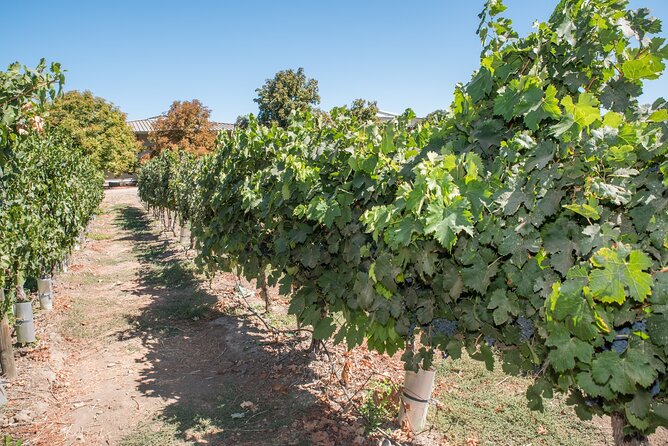 Premium Wine Tasting and Tour at Santa Rita + Private Transport - The Andean Museum adds a different point of view