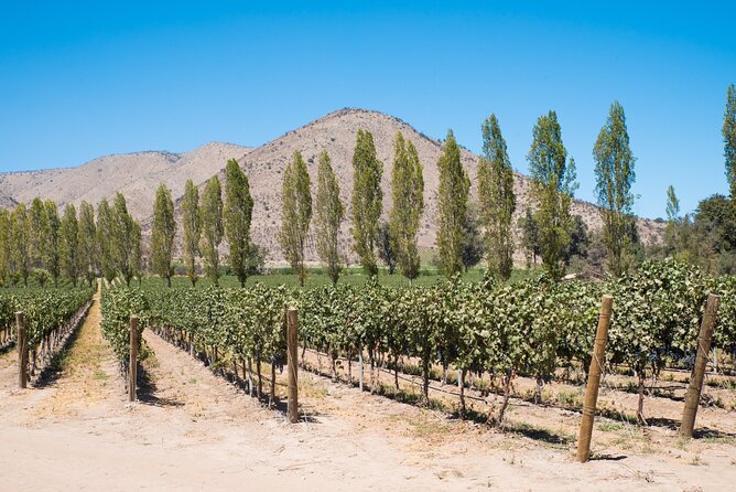 Premium Wine Tasting and Tour at Santa Rita + Private Transport - How the private and shared parts work