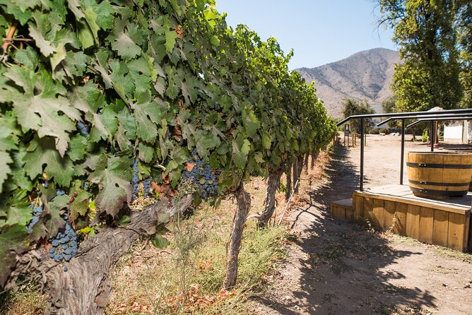 Premium Wine Tasting and Tour at Santa Rita + Private Transport - Timing, weather, and cancellation details