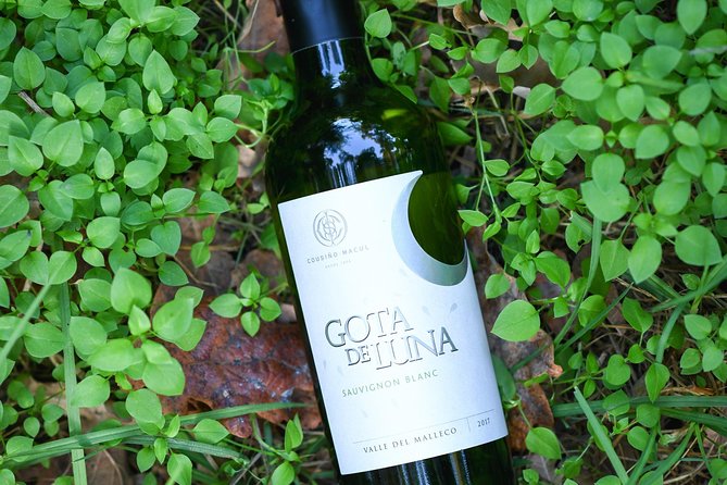 "Premium Wine Tour" Viña Cousiño Macul Official english - Who will enjoy this winery visit most