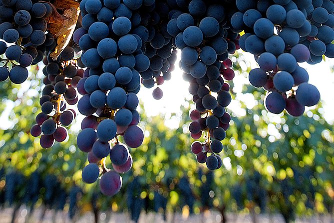 "Premium Wine Tour" Viña Cousiño Macul Official english - Arriving at Av. Quilín 7100