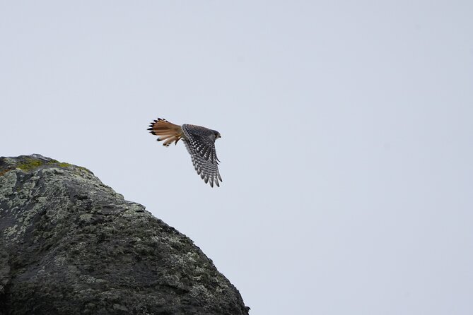 Private Bird Watching Experience in Cerro Castillo - The bird list and the limits of nature