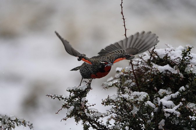 Private Bird Watching Experience in Cerro Castillo - Why a private tour may justify $350