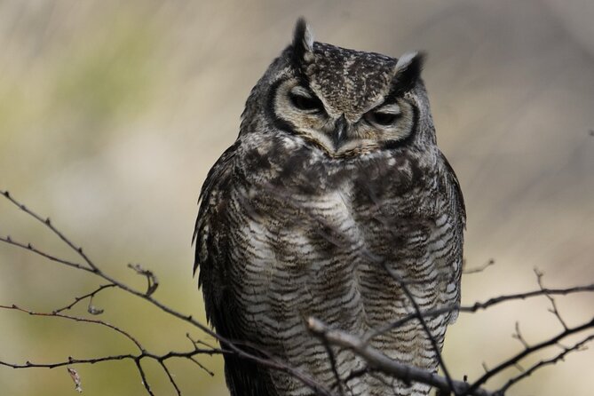 Private Bird Watching Experience in Cerro Castillo - Timing, booking, and weather