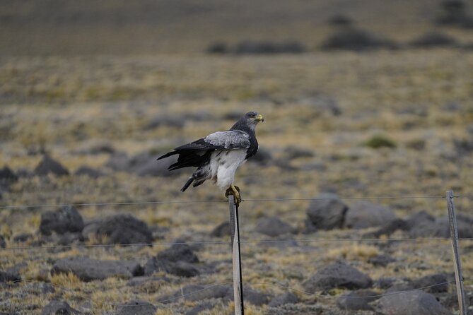 Private Bird Watching Experience in Cerro Castillo - Who will enjoy this experience most
