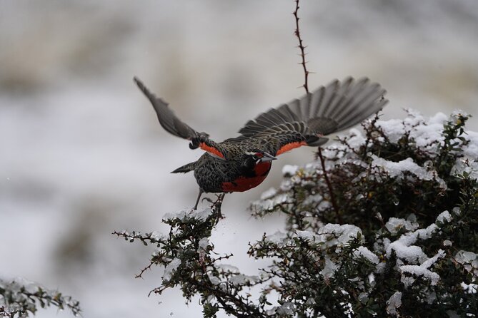 Private Bird Watching Experience in Cerro Castillo - Should you book the Cerro Castillo bird tour?