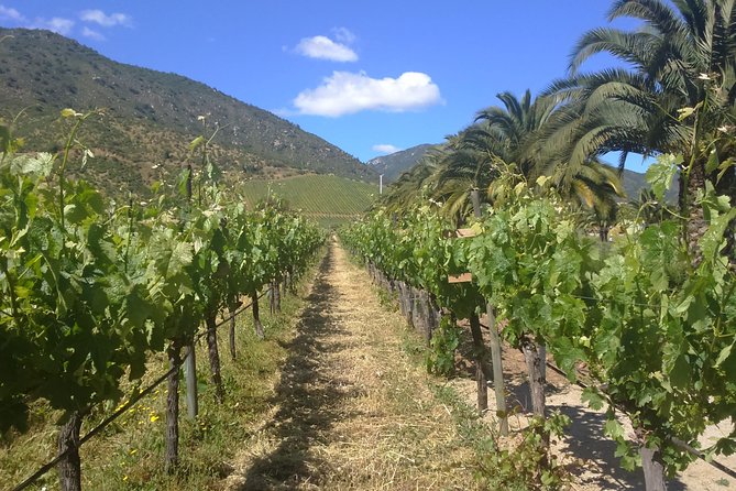 Private Casa Blanca Valley Wine Experience from Santiago - Why Casablanca Valley makes a good day trip