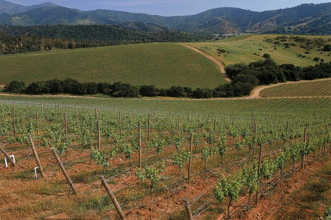 Private Casablanca Valley De Luxe Wine Tour - Why Casablanca Valley makes a good day trip