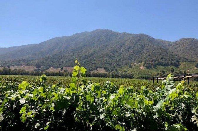 Private Chilean Wine Route Colchagua Valley Day Trip - Should you book this Colchagua Valley tour?