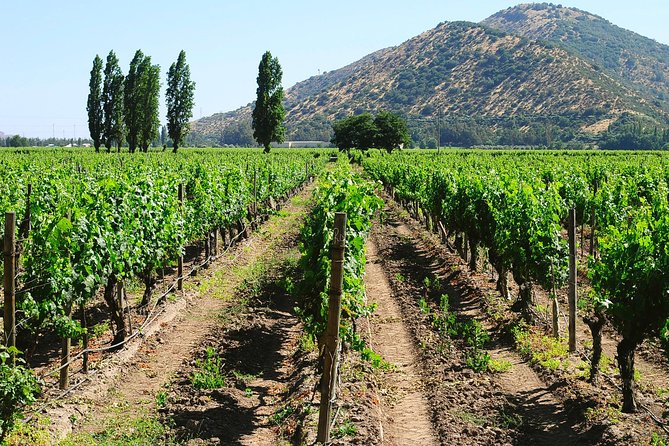 Private Full Day City Tour of Santiago with Wine Experience - The private format and guide support