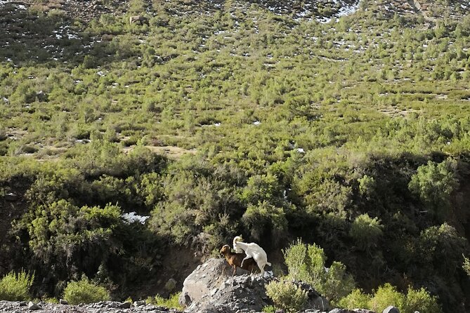 Private Guided Tour in Maipo Canyon with Winery - Why pair Maipo Canyon with wine?
