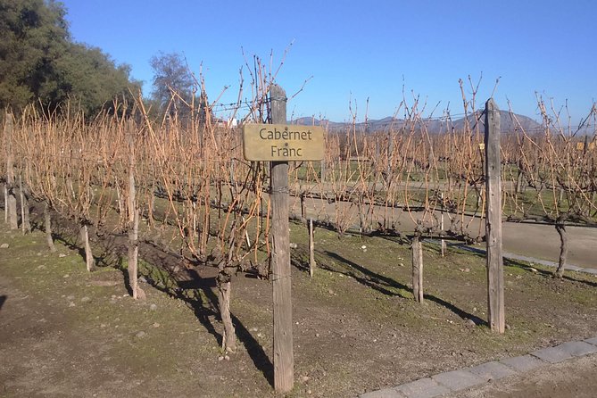 Private Half day Concha Y Toro winery tour from Santiago - Inside the two-hour winery visit