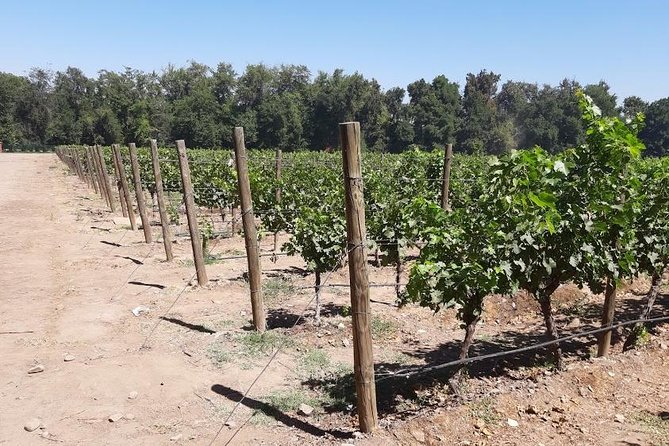 Private Half day Concha Y Toro winery tour from Santiago - Helpful planning advice for the day