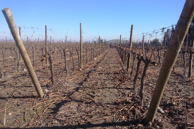 Private Half day Concha Y Toro winery tour from Santiago - What makes Concha y Toro worth visiting