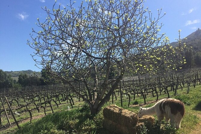 Private Montes Winery (7th World Best Wine) & Transfer to Hotel - Why Viña Montes Makes This More Than a Quick Tasting
