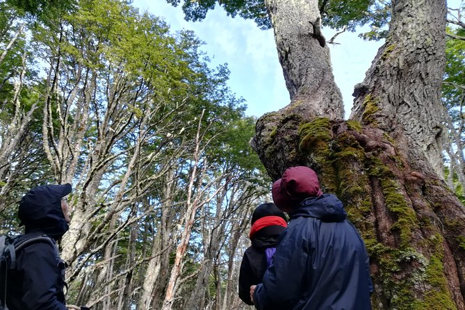 Private Patagonian Forest Hike in Punta Arenas: 4 Hour - What this Punta Arenas hike is really about