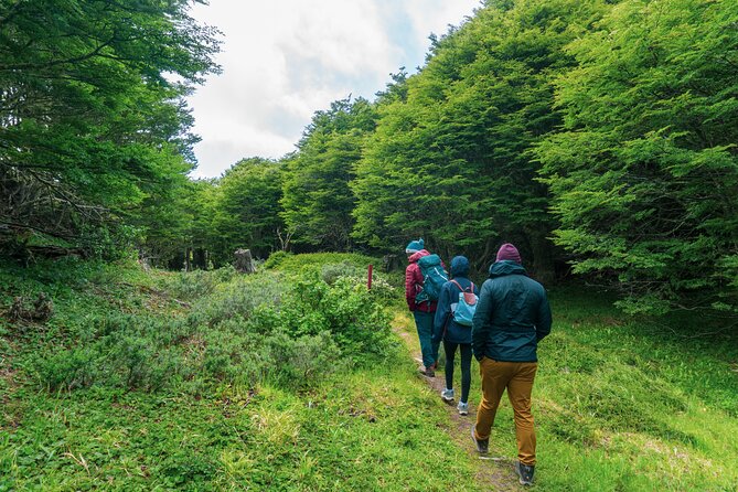 Private Patagonian Forest Hike in Punta Arenas: 4 Hour - The ride from Punta Arenas and cruise-port timing