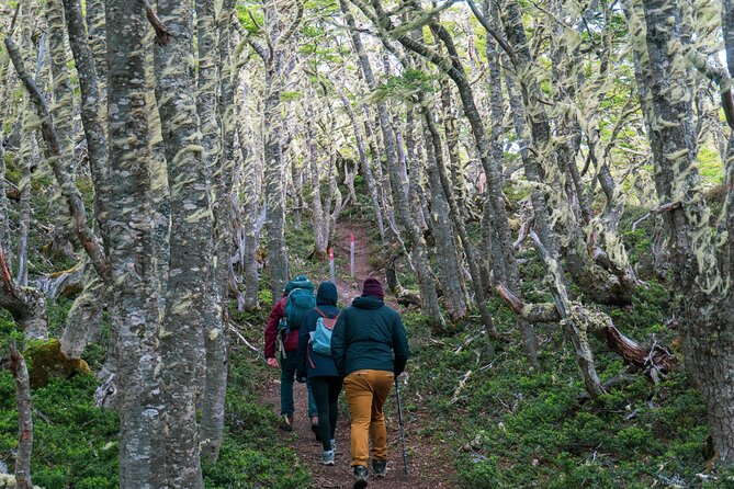 Private Patagonian Forest Hike in Punta Arenas: 4 Hour - Why the guide matters more than the scenery