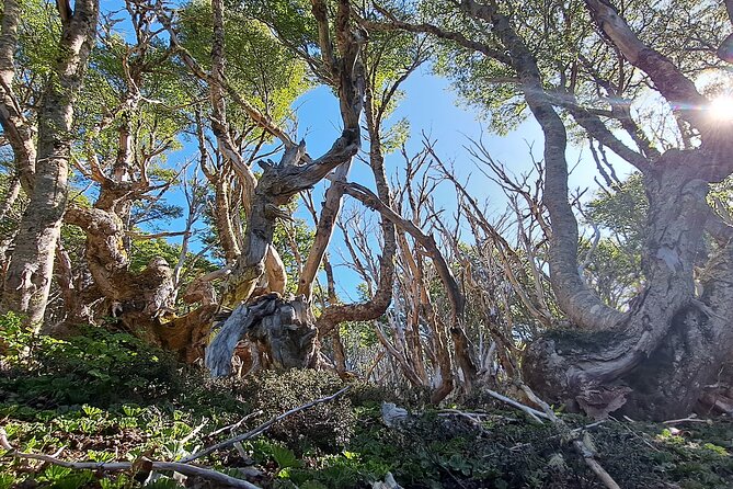 Private Patagonian Forest Hike in Punta Arenas: 8 Hour - Lunch in Punta Arenas after the trail