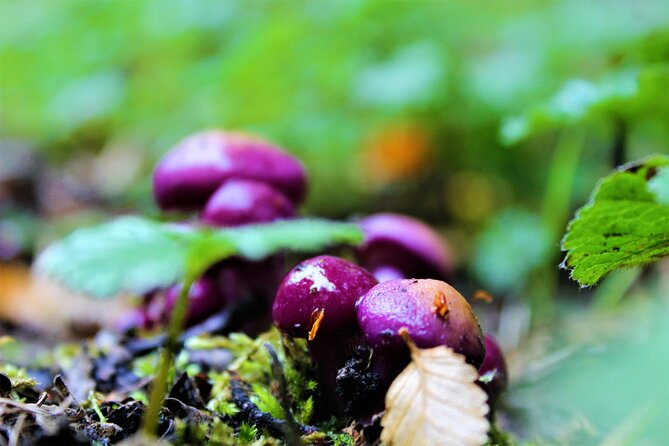 Private Patagonian Forest Hike in Punta Arenas: 8 Hour - Who should book this private hike?
